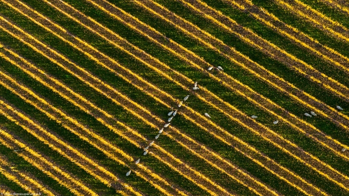 Drone Supervision DJI_0389-5 Drone Supervision DJI_0389-5