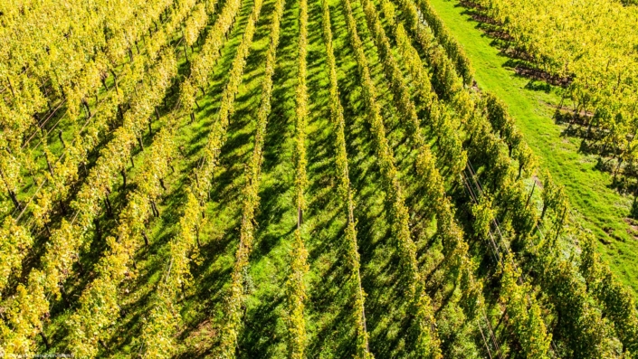 Drone Supervision DJI_0981-5 Drone Supervision DJI_0981-5